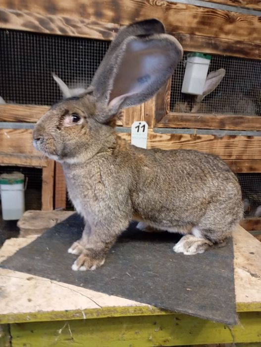 Mascul uriaș german