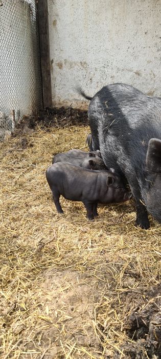 Вьетнамцы поросята