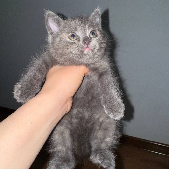 Mushuk bolachalari sotiladi