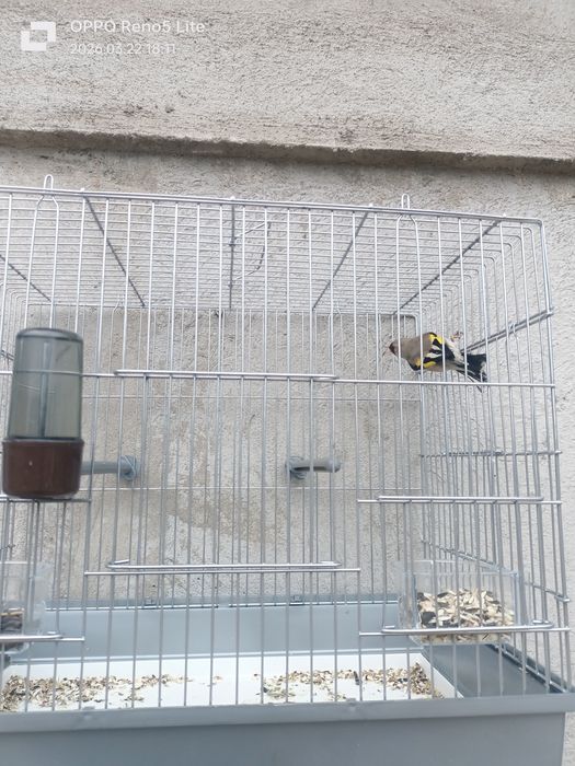 Сава пепель продается