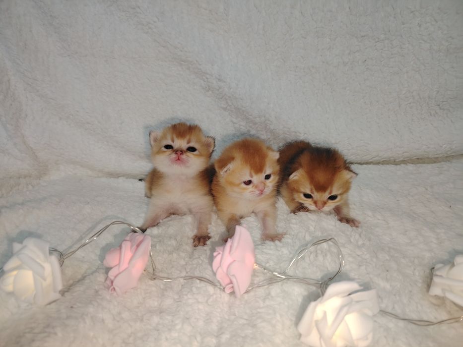 Золотая шиншилла