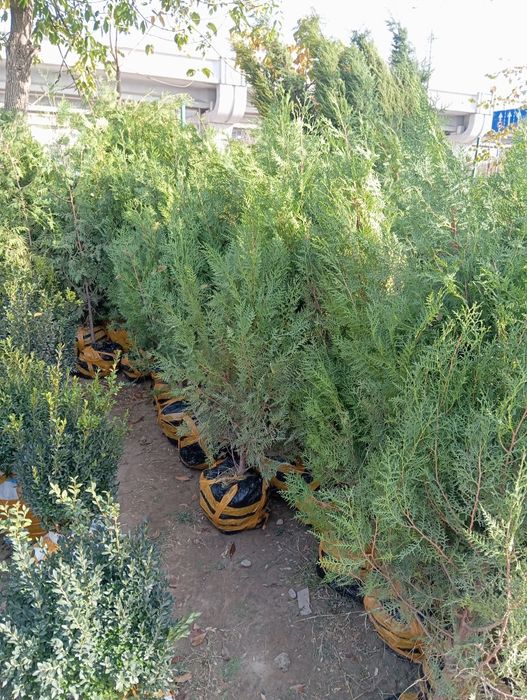 Archa kuchatlar optim