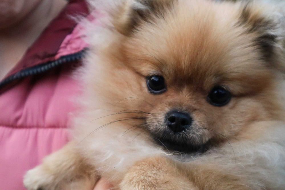 Миниатюрно момиченце померан с родословие FCI