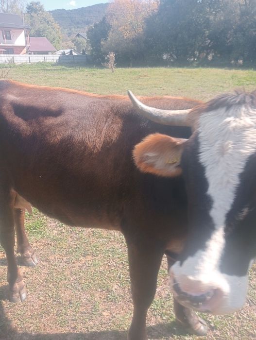 Vand vaca 120 de milioane negociabil