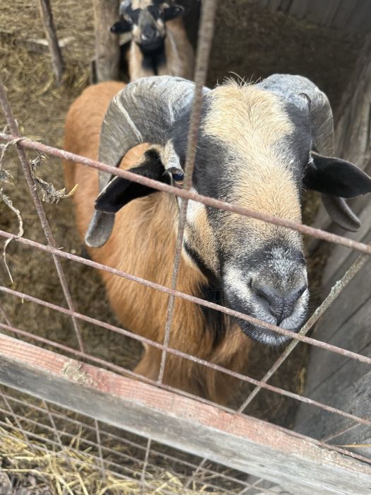 Vand berbec de camerun