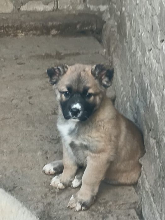 Продается щенок породы алабай сучка