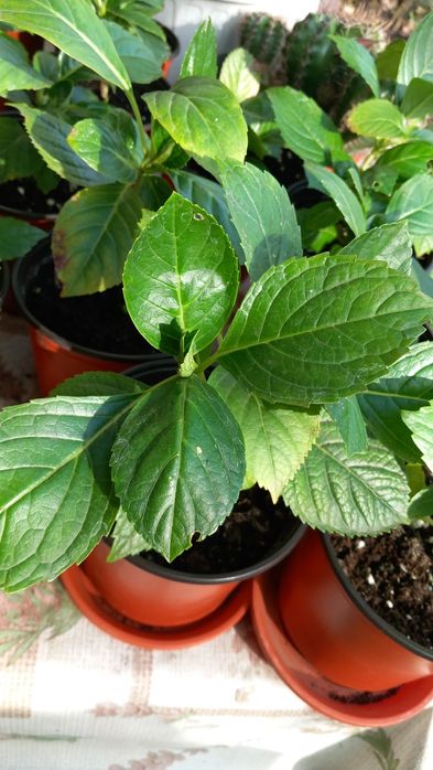 Ficus,trandafir japonez,hortensii