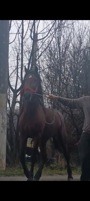 De vânzare Metiș de frizian