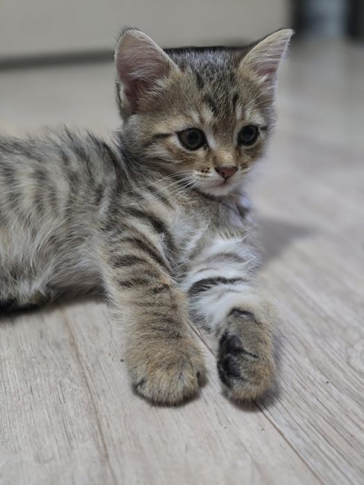 Котёнок девочка, умная, ласковая