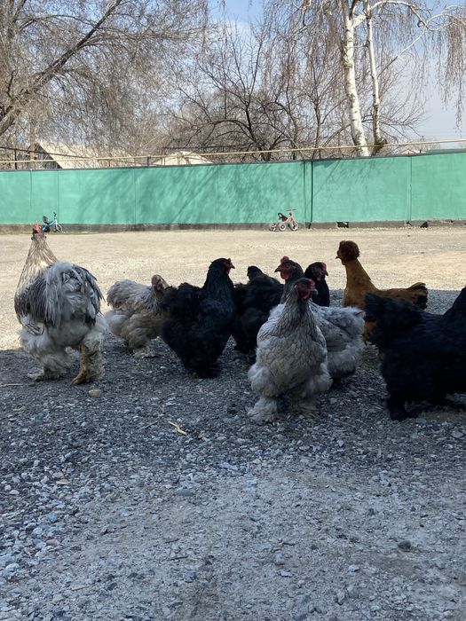 Куры и петухи брама