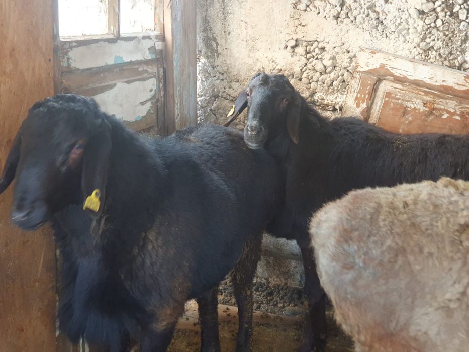 Қой сатылады, екі қара қой