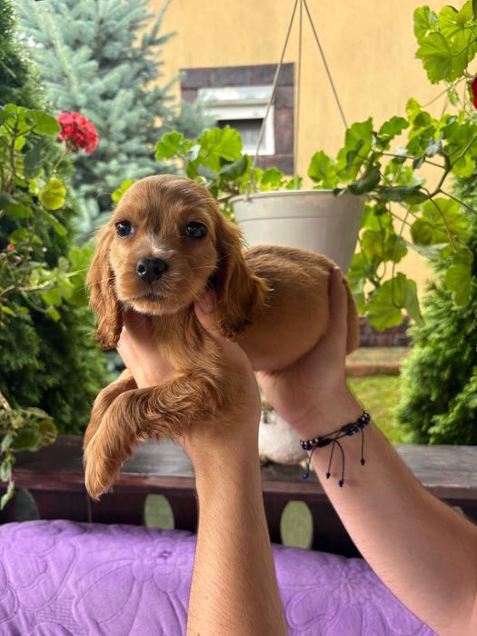 Cocker spaniel baiat