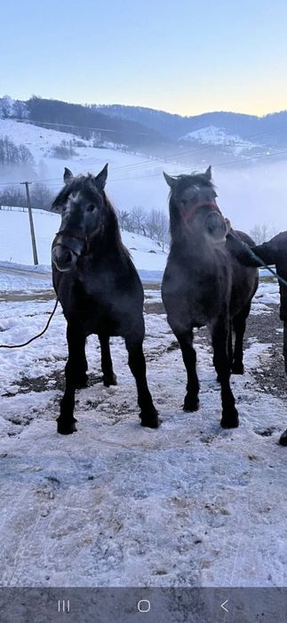 Manze de un an si jumătate