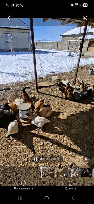 Домашние тауықтар