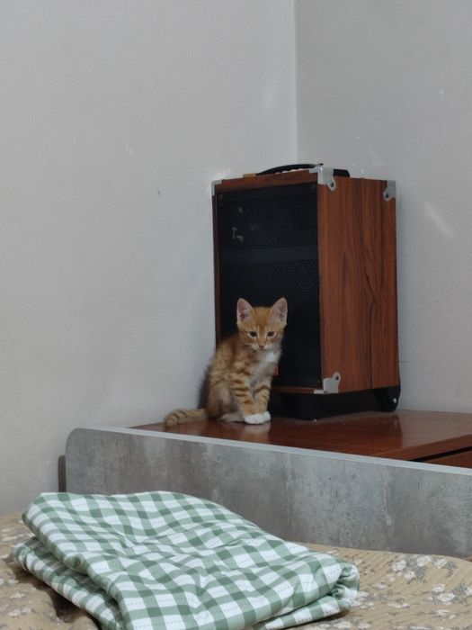Котенок Кошка Кот