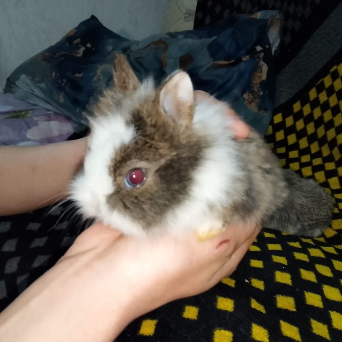 Продажа карликовых крольчат