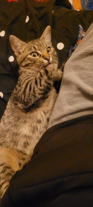 Donez motănel 3 luni