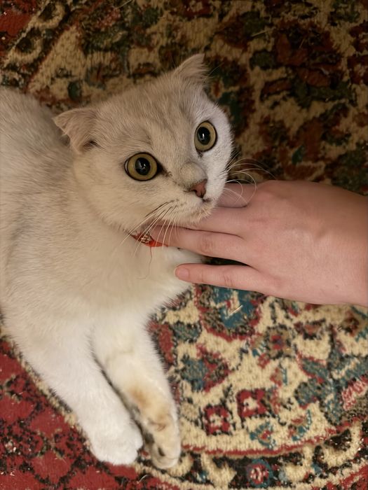 Кошка британская короткошерстная
