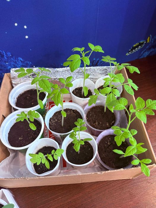 Балконная рассада помидоры перец огурцы