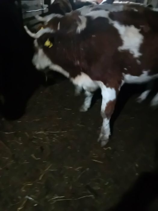 Junici vârstă 2 ani