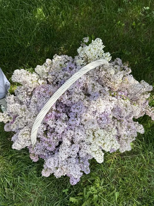 Сирень гүлдері бар