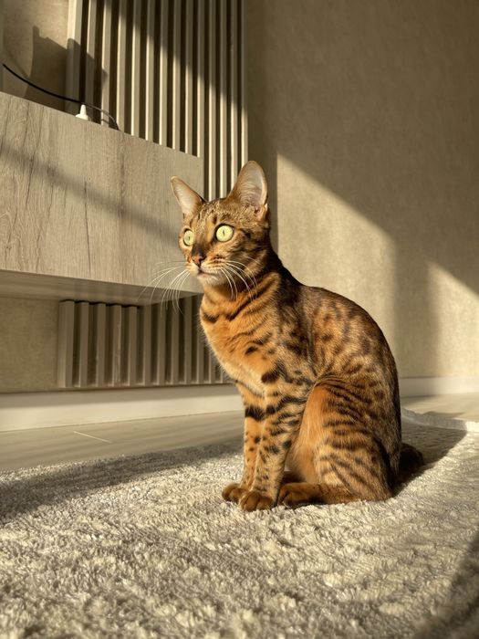 Бенгальские котята