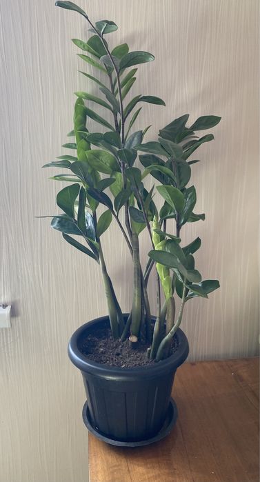 Замиокулькас обыкновенный