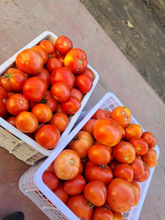Продам помидоры.