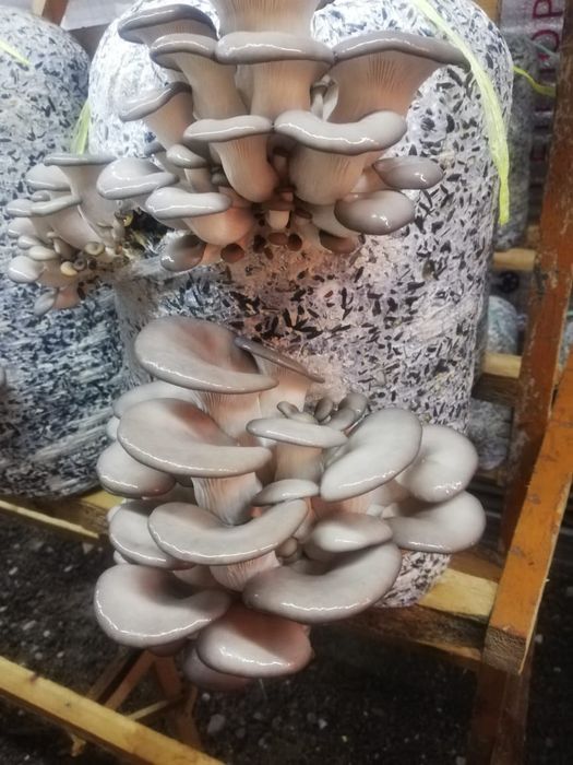 Грибы вешенка хорошо