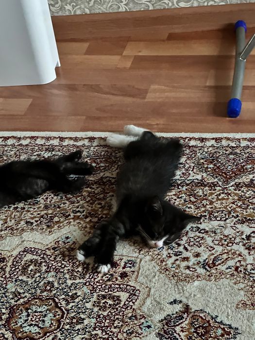 Милый Котенок мальчик бесплатно