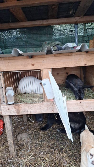 Vând pereche de iepuri  plus cușcă