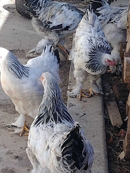 Oua brahma pt incubator ( clocit)