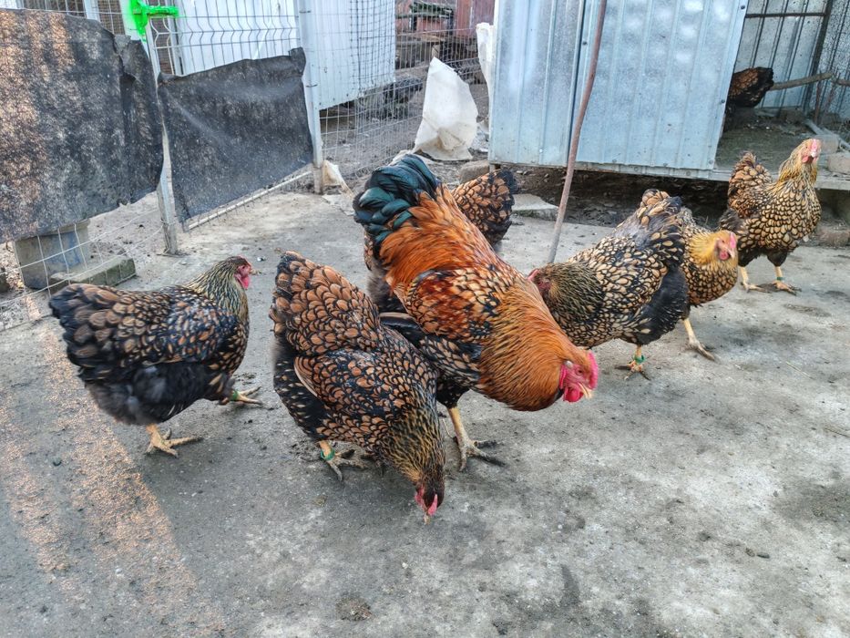Ouă pt incubat wyandotte GSG
