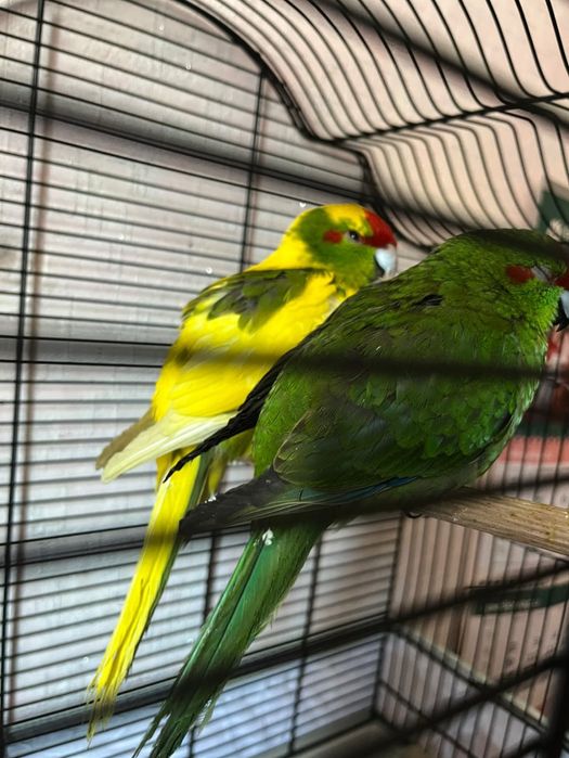 Двойка млади Какарики със клетка – мъжки и женска