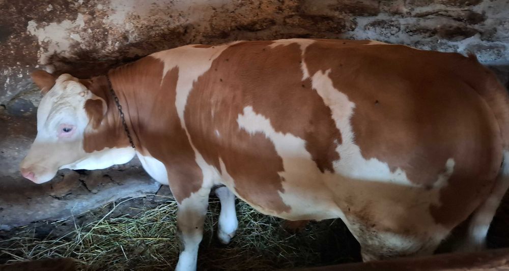 Vând vițel 6 luni