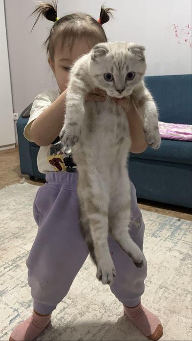 Scottish Fold  шотландиялық вислоухий мысық