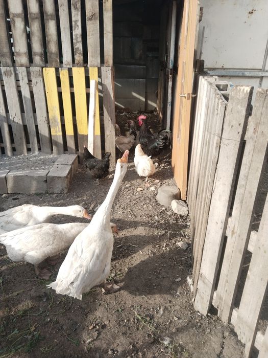 Продам кур домашние