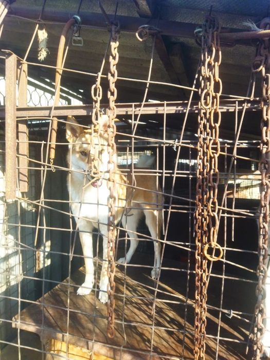 Щенки лайки продам