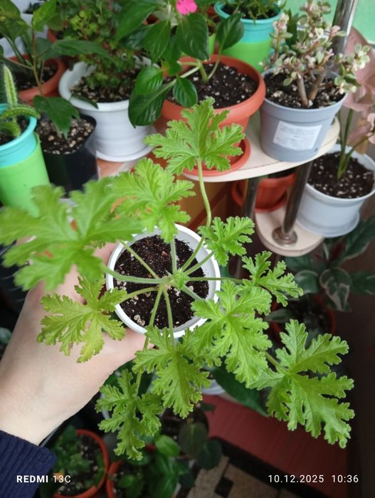 Продам комнатные растения