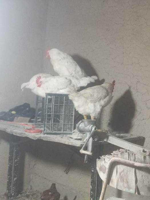 Товуклар ва хурозлар сотилди