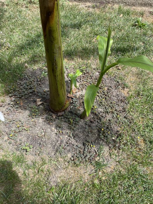 Vand plante bananier