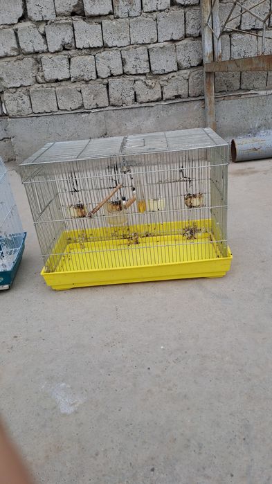 Kanarika qushi qafasi sotiladi