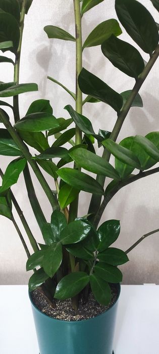 Замиакулькас /долларовое дерево/