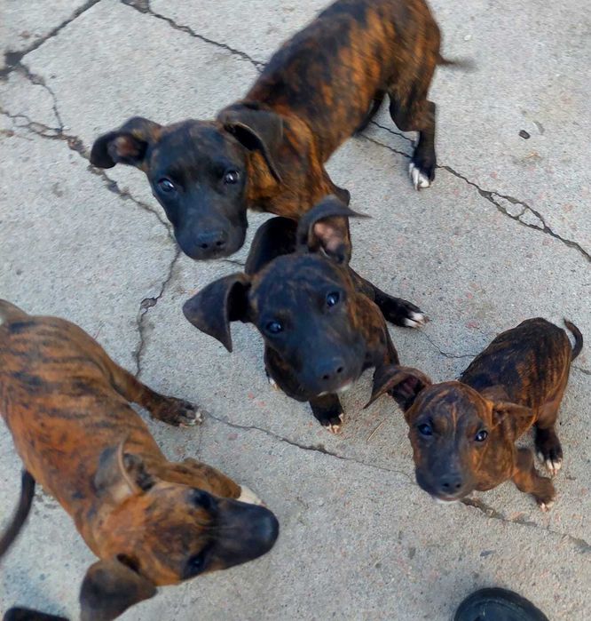 Щенки американского питбультерьера