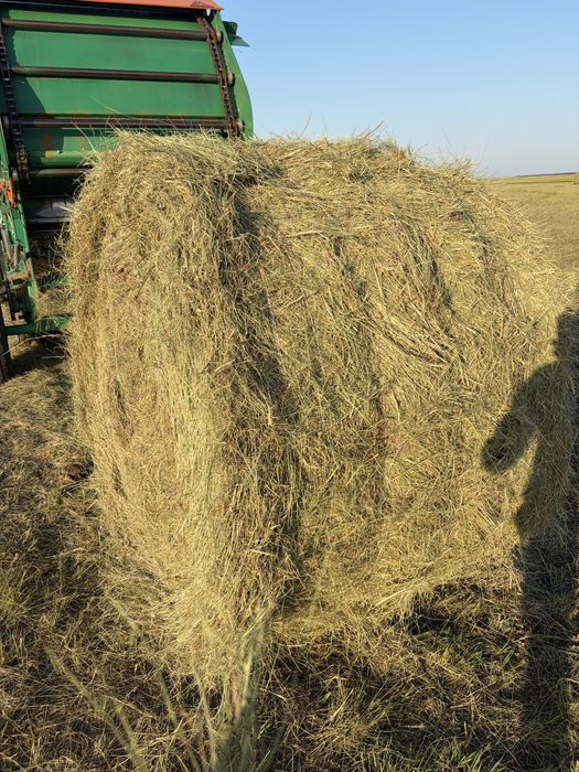 Продам сено в рулонах