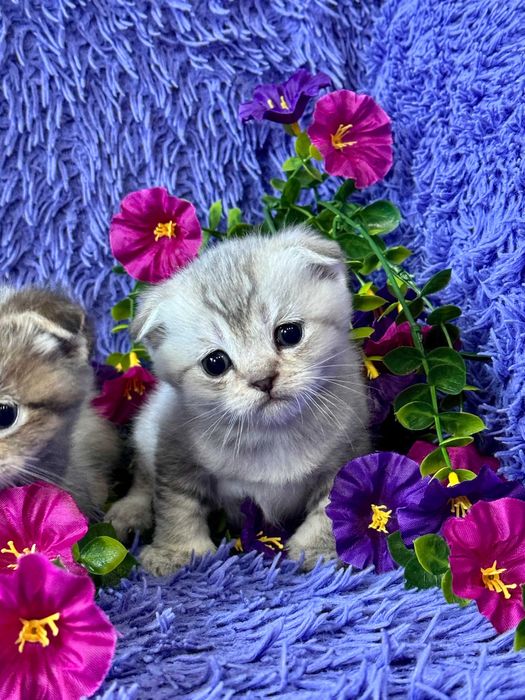 шиншиллы малыши плюшки