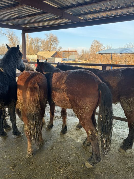Семіз құнпндар сатылады