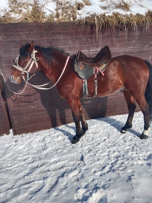 Продаются  жеребцы