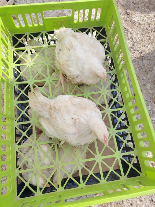 Puii albi de carne și rasa mixta