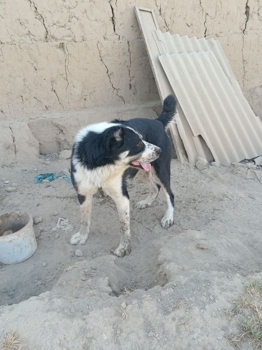 Емланган бр ой кафолати билан